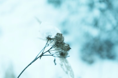 雪褐色的茎